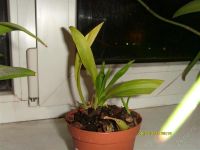 Лот: 1145737. Фото: 2. Орхидеи (онцидиум) №2 детка. Комнатные растения и уход