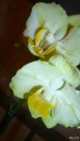 Лот: 7669560. Фото: 4. повторно-орхидея фаленопсис(Multi... Красноярск