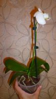 Лот: 5710167. Фото: 3. Орхидея фаленопсис F60(отцветает... Растения и животные