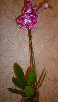 Лот: 6502295. Фото: 3. орхидея фаленопсис №15 отцветает. Растения и животные