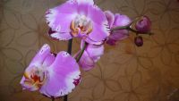 Лот: 5614458. Фото: 5. Орхидея фаленопсис F41