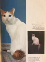 Лот: 19235648. Фото: 4. Кошки, мир животных - книга-альбом. Красноярск