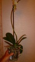 Лот: 4771223. Фото: 4. Орхидея фаленопсис Н11(отцвела... Красноярск