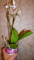 Лот: 4771797. Фото: 3. Орхидея фаленопсис мелкоцветковая... Растения и животные
