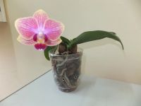 Лот: 3739158. Фото: 2. Орхидея фаленопсис цветет. Комнатные растения и уход