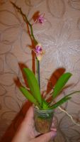 Лот: 5444877. Фото: 4. орхидея мини-фаленопсис(отцвела... Красноярск