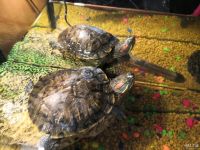 Лот: 14611918. Фото: 2. Красноухие черепахи с приданным... Животные и уход