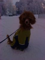 Лот: 4773060. Фото: 4. Зимний комбинезон на собаку. Красноярск