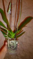Лот: 4770435. Фото: 3. Орхидея фаленопсис Н5(отцветает... Растения и животные