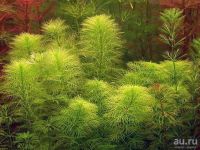 Лот: 15238912. Фото: 3. Перистолистник Матогросский Зеленый... Растения и животные