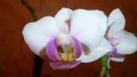 Лот: 4771797. Фото: 4. Орхидея фаленопсис мелкоцветковая... Красноярск