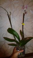 Лот: 4774537. Фото: 5. Орхидея фаленопсис К2(отцвела)