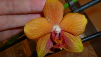 Лот: 4880318. Фото: 3. орхидея фаленопсис ( Queen Nina... Растения и животные