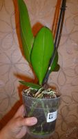 Лот: 5692712. Фото: 3. Орхидея фаленопсис F54 Сакраменто... Растения и животные