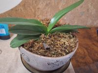 Лот: 21765177. Фото: 2. орхидея фаленопсис. Комнатные растения и уход