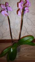 Лот: 4771807. Фото: 5. Орхидея фаленопсис Н18 (отцветает...