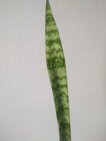 Лот: 20015502. Фото: 3. Сансевиерия трехполосая или Гвинейская... Растения и животные