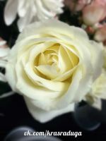Лот: 3892853. Фото: 2. 11 Голландских роз с Эквадора. Цветы, букеты