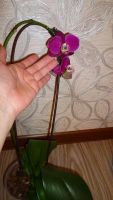 Лот: 4556521. Фото: 4. орхидея фаленопсис F10 (отцвела... Красноярск