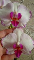Лот: 4519940. Фото: 5. орхидея фаленопсис Е4(Phalaenopsis...
