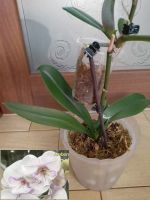 Лот: 22168822. Фото: 2. Орхидея фаленопсис "Ambon", взрослая. Комнатные растения и уход