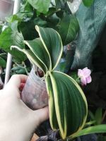 Лот: 16326196. Фото: 2. Орхидея фаленопсис вариегатная. Комнатные растения и уход