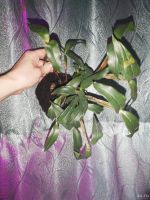 Лот: 16812196. Фото: 2. Орхидея дендробиум. Комнатные растения и уход