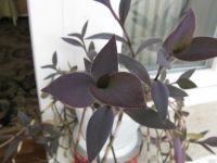 Лот: 14230546. Фото: 2. Сеткреазия. традесканция пурпурная... Комнатные растения и уход