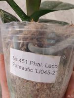 Лот: 18108203. Фото: 3. Орхидея Фаленопсис (451)Leco Fantastic... Растения и животные