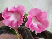 Лот: 13673769. Фото: 3. Глоксиния Тидея розовая ХХL -... Растения и животные