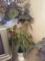 Лот: 19543937. Фото: 2. Антуриумы. Два больших цветущих... Комнатные растения и уход