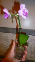 Лот: 5752444. Фото: 7. орхидея мини-фаленопсис