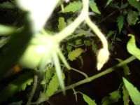 Лот: 13848849. Фото: 2. Рассада помидоры (томаты) для... Семена, рассада, садовые растения