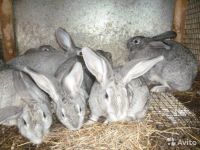 Лот: 5862360. Фото: 2. Кролики калифорнийские чистокровные... Животные и уход