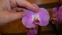 Лот: 5173796. Фото: 2. орхидея фаленопсис 011( отцветает... Комнатные растения и уход