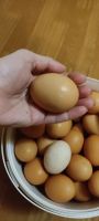 Лот: 19546001. Фото: 2. Яйцо деревенское 10 шт от породистых... Продукты