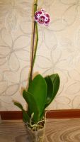 Лот: 4520104. Фото: 3. орхидея фаленопсис Е8. Растения и животные