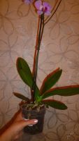 Лот: 5692712. Фото: 2. Орхидея фаленопсис F54 Сакраменто... Комнатные растения и уход