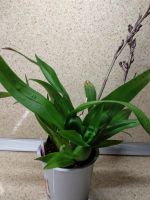 Лот: 12117464. Фото: 2. Орхидея Камбрия. Комнатные растения и уход