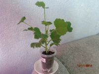 Лот: 4500533. Фото: 3. Пеларгония королевская Оливия-черенок... Растения и животные