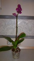 Лот: 3907111. Фото: 3. орхидея фаленопсис (43)пелорик. Растения и животные