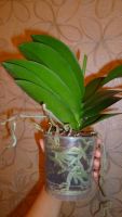 Лот: 4866159. Фото: 2. Орхидея фаленопсис 1 (отцветшая... Комнатные растения и уход