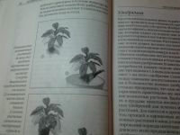 Лот: 15588475. Фото: 3. "Комнатные растения" серия "Книга... Литература, книги