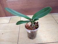 Лот: 20601469. Фото: 3. Орхидея Фаленопсис "Калипсо" подросток. Растения и животные