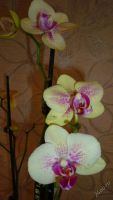Лот: 4544937. Фото: 2. Орхидея фаленопсис ( Phal. Tropical... Комнатные растения и уход