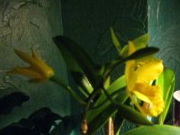 Лот: 4838165. Фото: 2. орхидея Каттлея(отцвела). Комнатные растения и уход