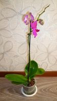 Лот: 4519981. Фото: 2. орхидея фаленопсис Е5. Комнатные растения и уход