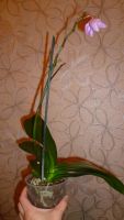 Лот: 5416450. Фото: 3. Орхидея фаленопсис F33(отцвела... Растения и животные