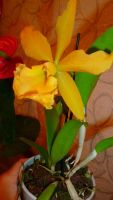 Лот: 4619582. Фото: 7. орхидея каттлея (желтая)