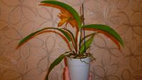 Лот: 4619582. Фото: 3. орхидея каттлея (желтая). Растения и животные